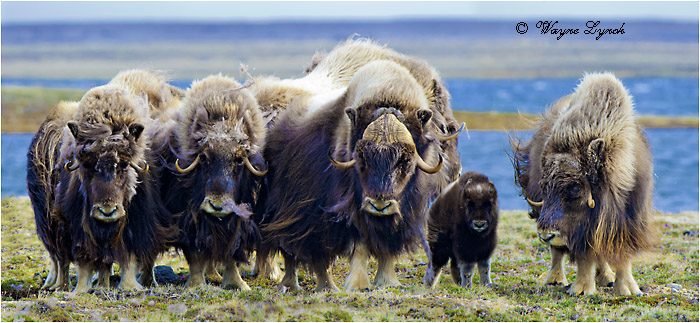 Muskoxen Herd 126  by Dr. Wayne Lynch &copy;